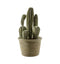 Cactus San Pedro Small Accessories Regency Studio 