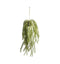 Hanging Cactus Horsetail Accessories Regency Studio 