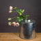 Medium Pale Pink Spray Rose Accessories Hill Interiors 