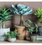 Potted Echeveria Atlantis Accessories Regency Studio 