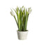 Potted Tulips White Accessories Regency Studio 