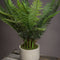 Stone Potted Boston Fern Potted Plants Hill-Interiors 