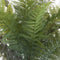 Stone Potted Boston Fern Potted Plants Hill-Interiors 