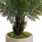 Stone Potted Boston Fern Potted Plants Hill-Interiors 