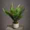 Stone Potted Boston Fern Potted Plants Hill-Interiors 