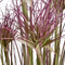 Water Bamboo Grass 24 Inch Accessories Hill Interiors 