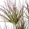 Water Bamboo Grass 48 Inch Accessories Hill Interiors 